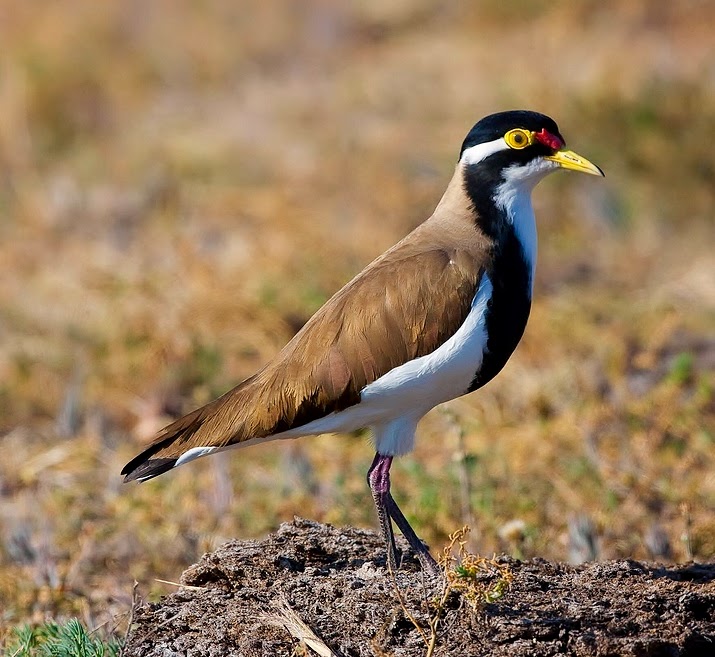 Banded lapwing