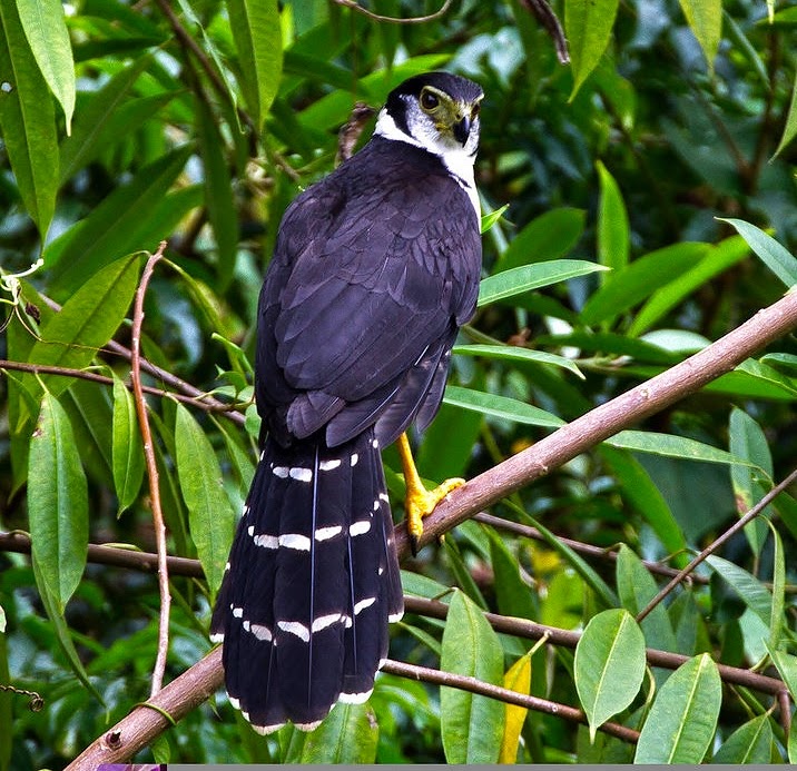 Collared forest-falcon