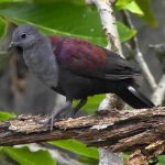 Marquesan ground-dove