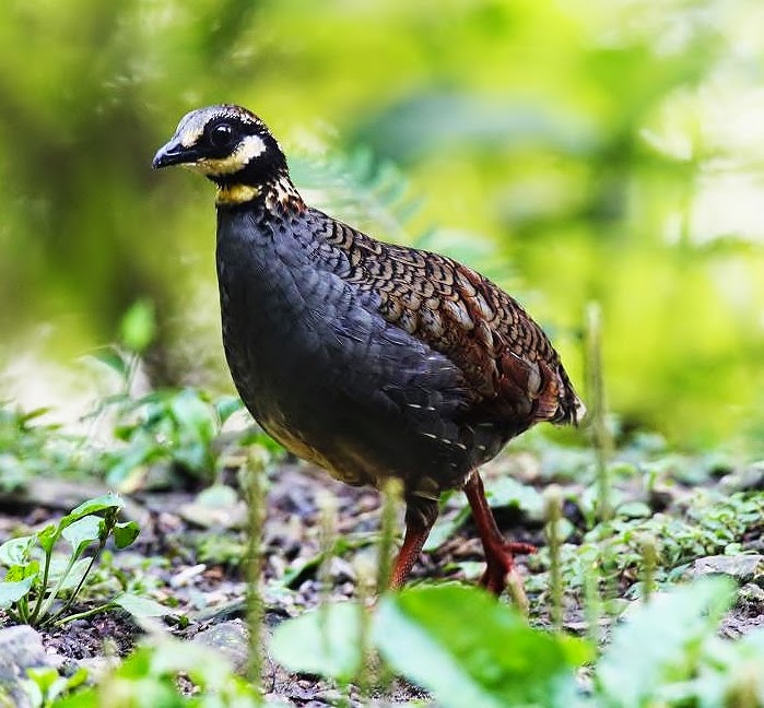 Taiwan partridge