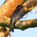 Fork-tailed drongo-cuckoo