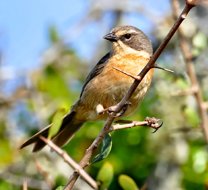 Long-tailed reed-finch