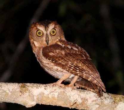 Madagascar scops-owl