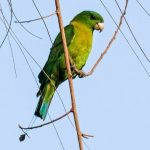Yellowish-breasted racquet-tail