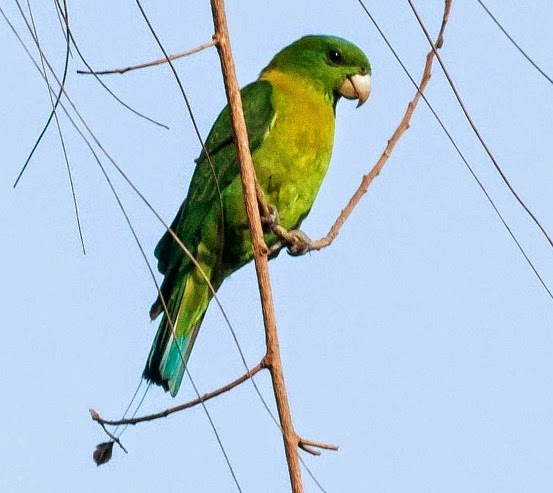 Yellowish-breasted racquet-tail