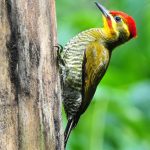 Yellow-browed woodpecker