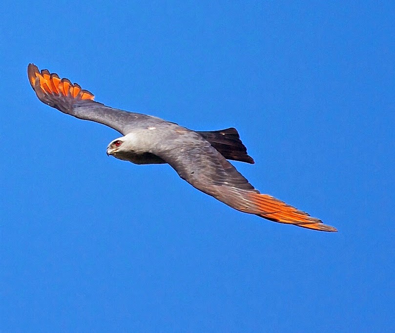 Plumbeous kite