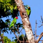 Red-cheeked parrot