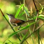Rufous-fronted thornbird