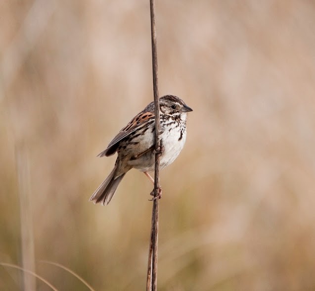 Sierra Madre sparrow