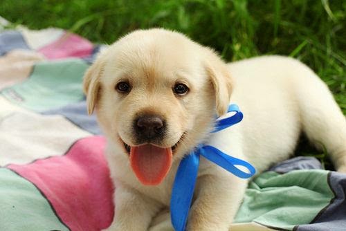 Hình ảnh những chú chó dễ thương nhất thế giới | Cún con đáng yêu