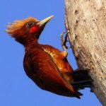 Chestnut woodpecker