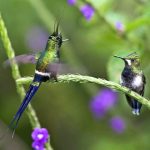 Wire-crested thorntail