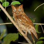 Vermiculated screech-owl