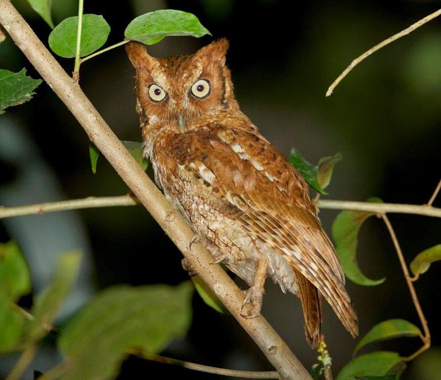 Vermiculated screech-owl