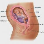 Sự phát triển của thai nhi tháng thứ 6 như thế nào?