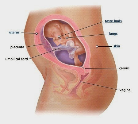 Sự phát triển của thai nhi tháng thứ 6 như thế nào?