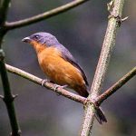 Rufous-crested tanager