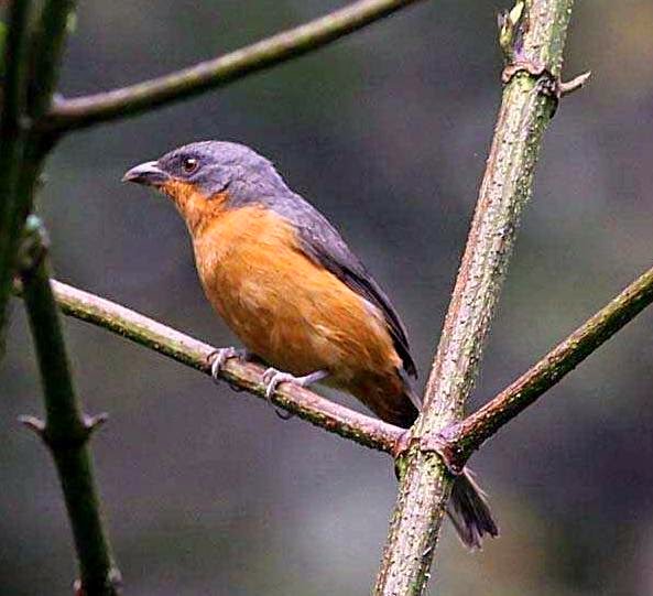 Rufous-crested tanager