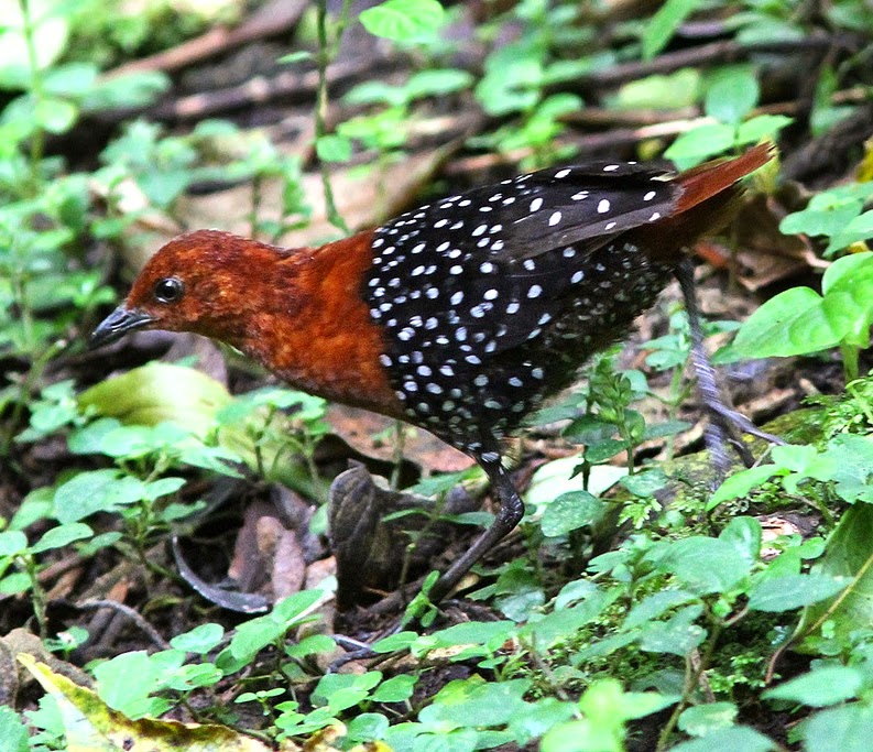 White-spotted flufftail