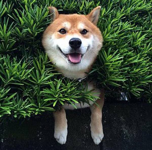 Chú chó bỗng dưng nổi tiếng vì mắc kẹt trong bụi cây ven đường