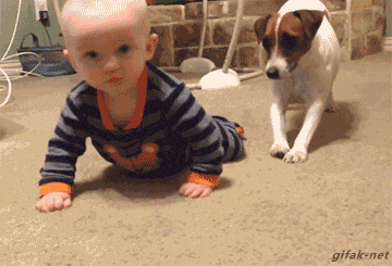Chú chó học điệu bộ của cậu chủ nhỏ của mình