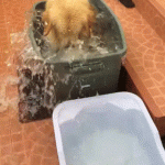 Chú chó vọc nước trong khi tắm nè bà con