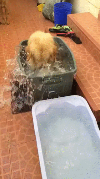 Chú chó vọc nước trong khi tắm nè bà con