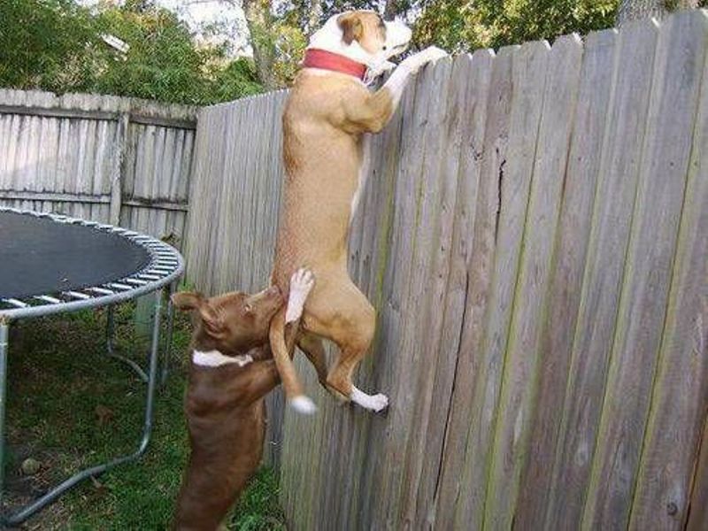 Tình bạn giữa 2 chú cún :) leo tường đi chơi