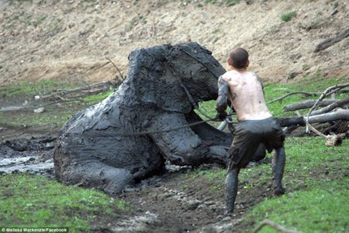 Rớt nước mắt với màn giải cứu chú voi bị mắc kẹt trong bùn