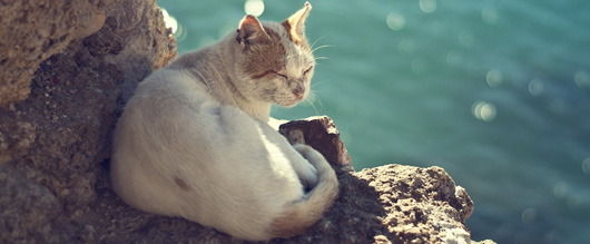 Mèo có thể uống nước biển thoải mái mà không chết