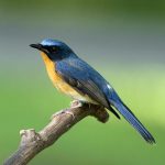 Hill blue-flycatcher