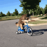 Kỳ lạ chú chó biết đi xe đạp