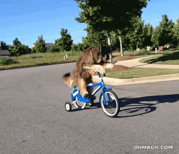 Kỳ lạ chú chó biết đi xe đạp