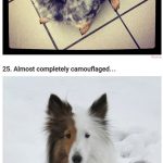 37 chú cún thật ngạc nhiên và độc đáo