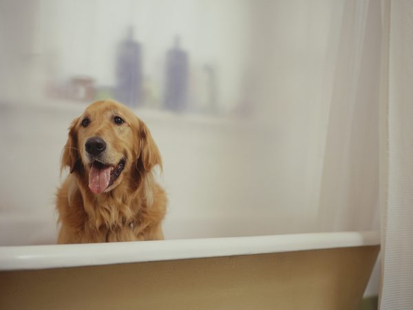 Làm thế nào để Thực hiện một Conditioner Bột yến mạch cho chó
