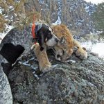 Chó săn sư tử núi