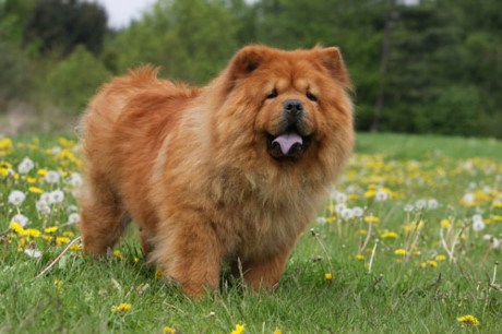 Top 10 giống chó đẹp nhất thế giới