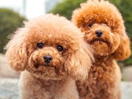 Ten Popular Myths About Grooming Dogs