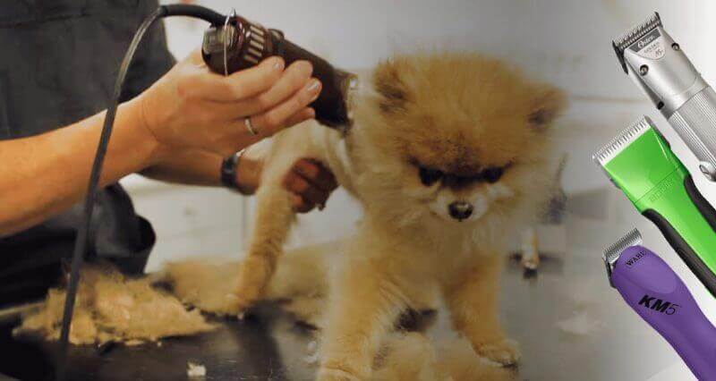 Going Pro: Starting a Dog Grooming Business