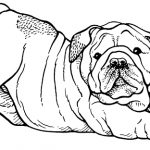 Finding the Best Bulldog for You