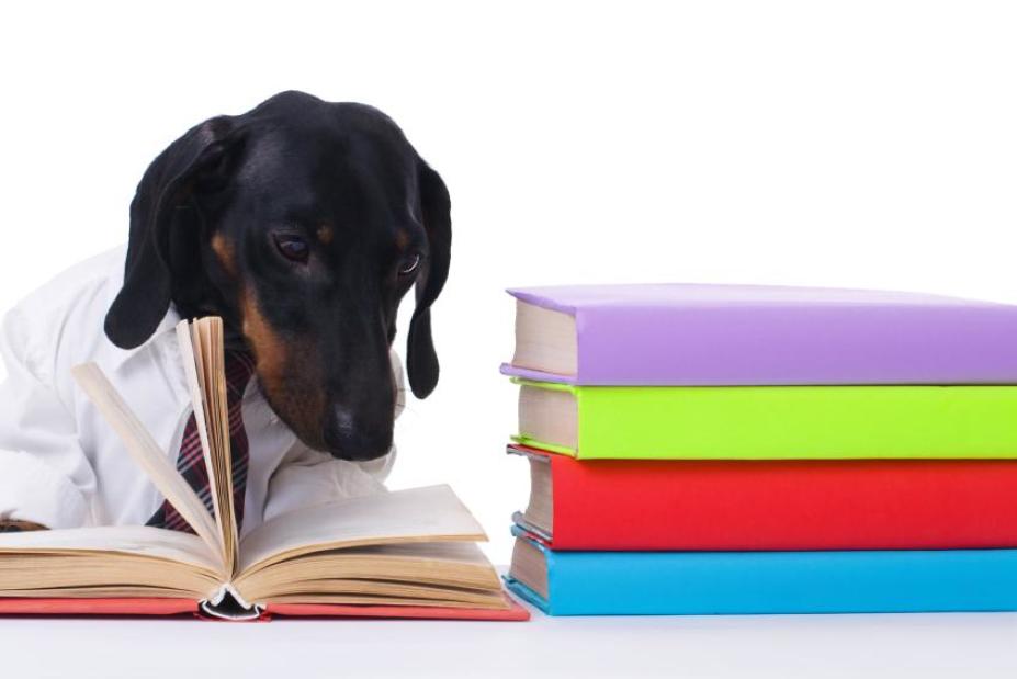 Ten Dachshund-Focused Books and Web Sites