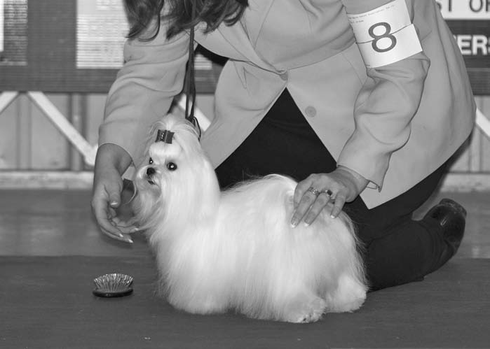 It’s Showtime! Grooming a Dog for the Ring