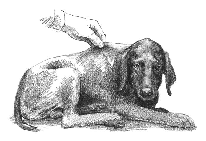 Grooming Emergencies: Knowing Doggie First Aid