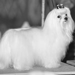 Tidying the Tresses of the Long-Haired Breeds