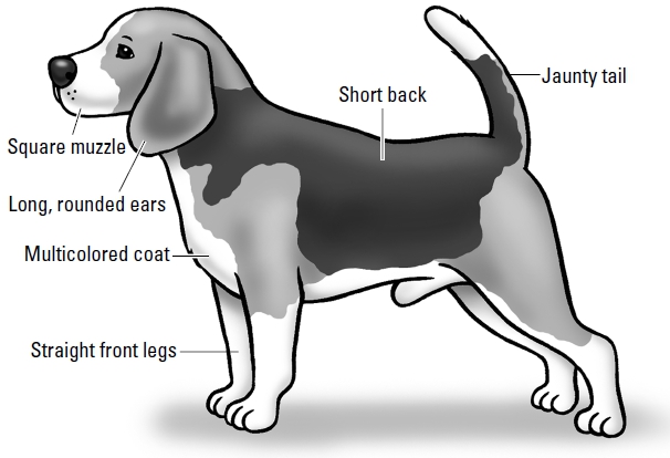 The Incredible, Lovable Beagle
