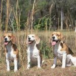 Beagles and You: Made for Each Other?