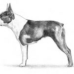 Tracking the Boston Terrier