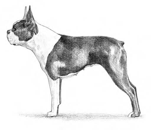 Tracking the Boston Terrier