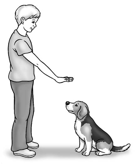 Schooling Your Beagle